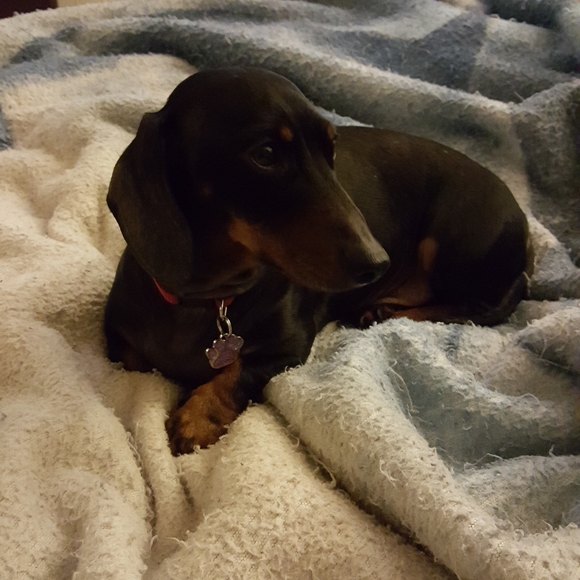 Meet your Posher, Tanya - Picture 3 of 4